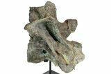 Camarasaurus Atlas (st Cervical) Vertebrae - Very Rare #77949-3